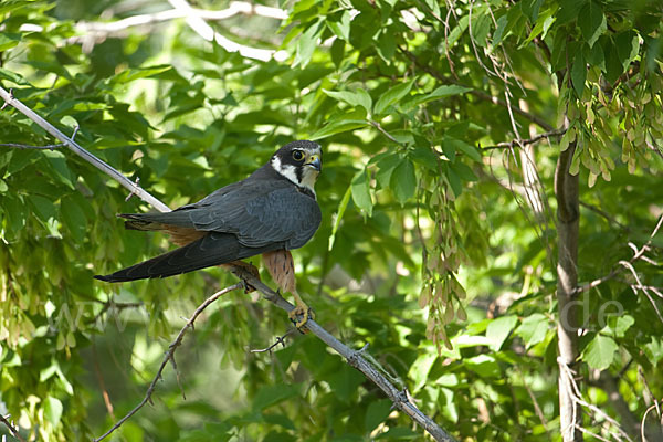 Baumfalke (Falco subbuteo)