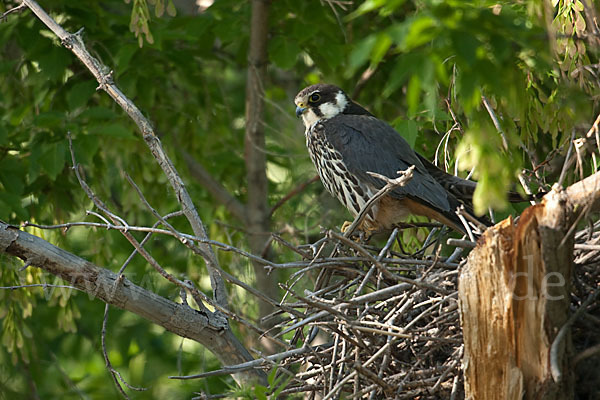 Baumfalke (Falco subbuteo)