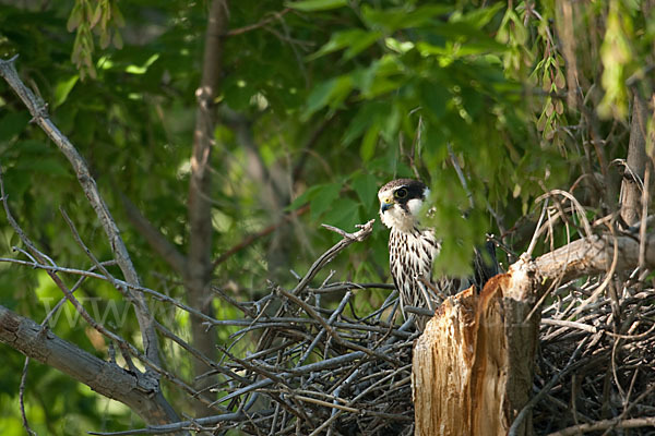 Baumfalke (Falco subbuteo)