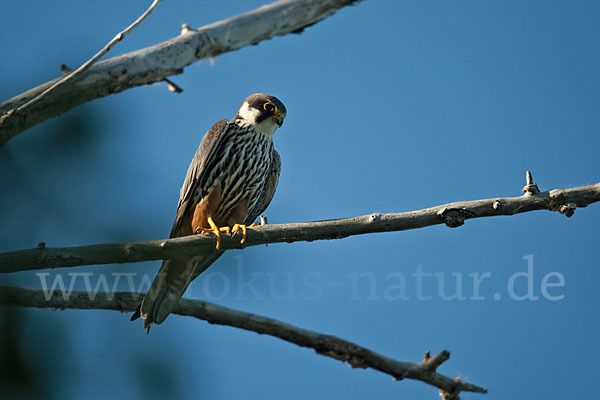 Baumfalke (Falco subbuteo)