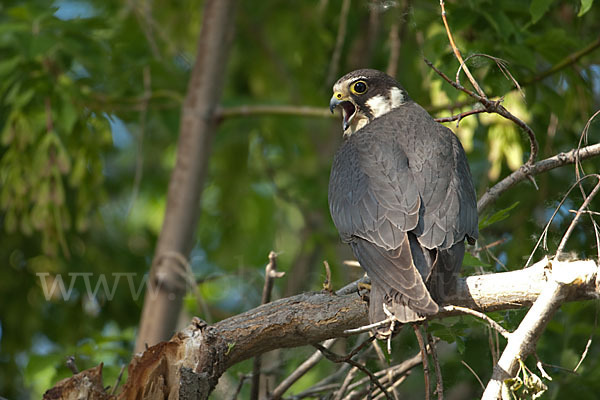 Baumfalke (Falco subbuteo)