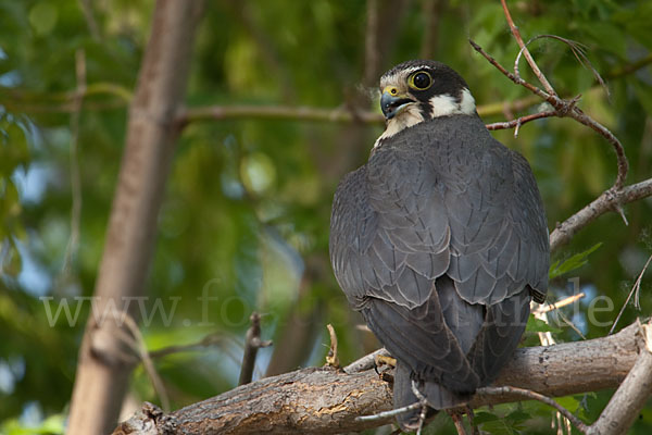 Baumfalke (Falco subbuteo)