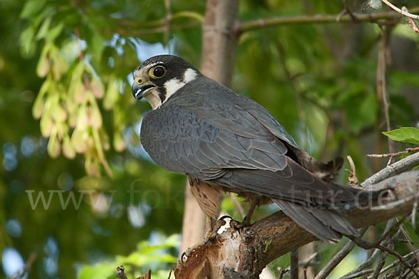 Baumfalke (Falco subbuteo)