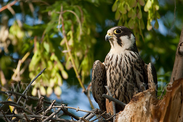 Baumfalke (Falco subbuteo)