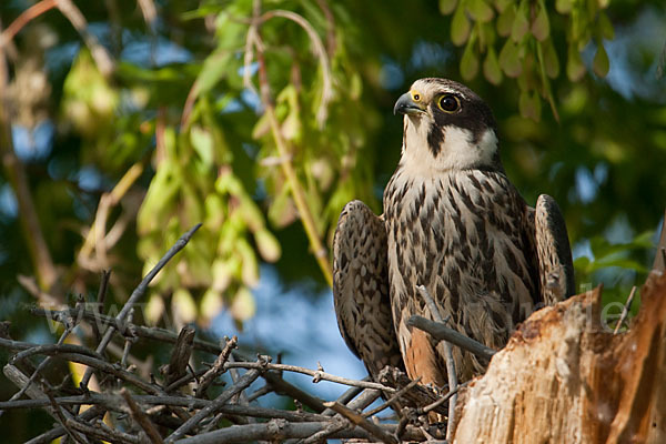 Baumfalke (Falco subbuteo)