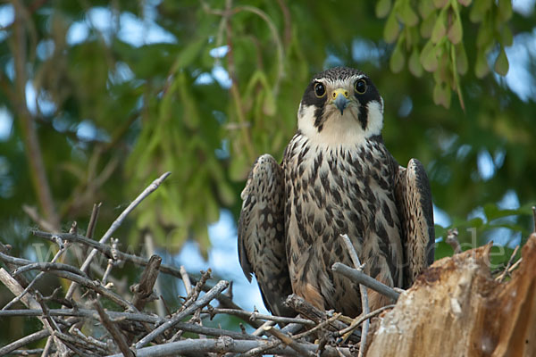 Baumfalke (Falco subbuteo)