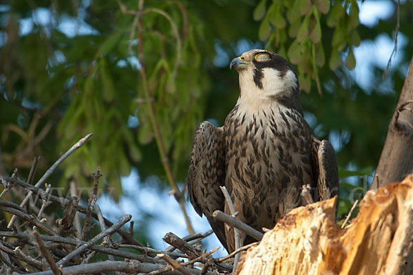 Baumfalke (Falco subbuteo)