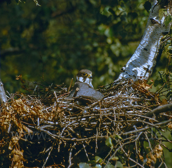 Baumfalke (Falco subbuteo)