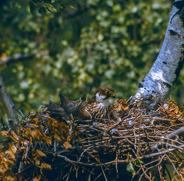 Baumfalke (Falco subbuteo)