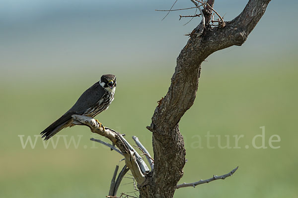 Baumfalke (Falco subbuteo)