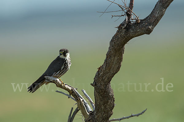 Baumfalke (Falco subbuteo)