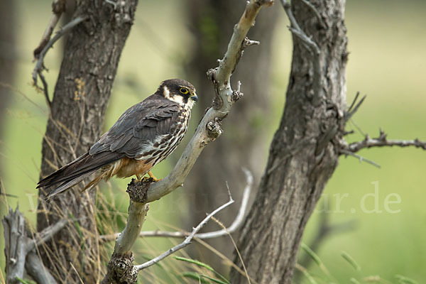 Baumfalke (Falco subbuteo)