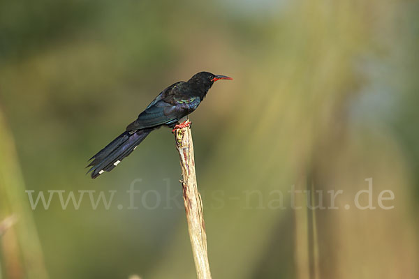 Baumhopf (Phoeniculus purpureus)