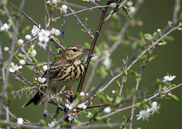 Baumpieper (Anthus trivialis)