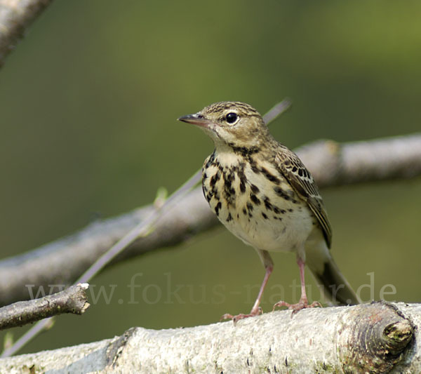 Baumpieper (Anthus trivialis)