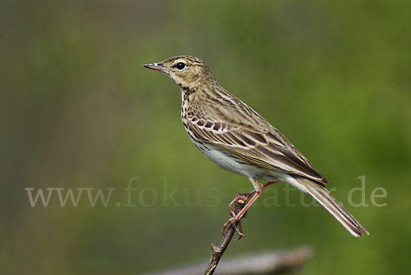 Baumpieper (Anthus trivialis)