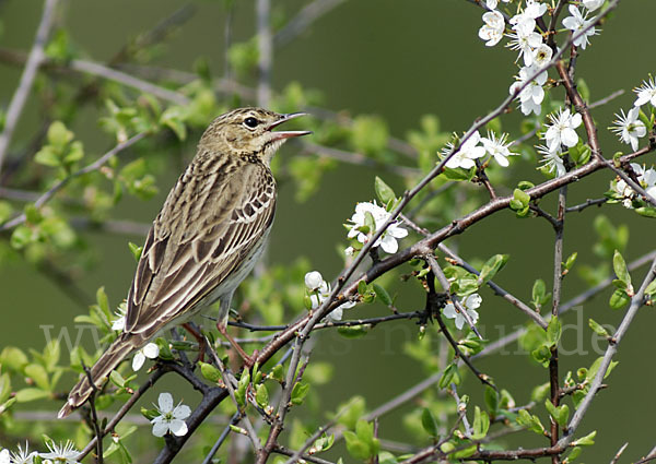 Baumpieper (Anthus trivialis)