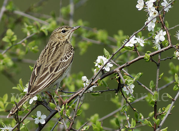 Baumpieper (Anthus trivialis)