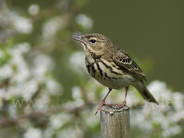 Baumpieper (Anthus trivialis)