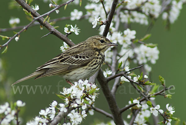 Baumpieper (Anthus trivialis)