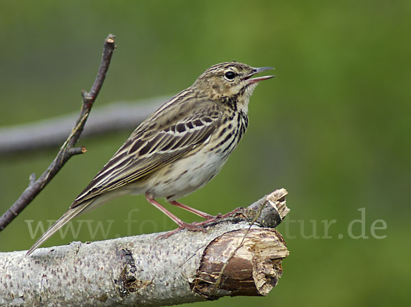 Baumpieper (Anthus trivialis)