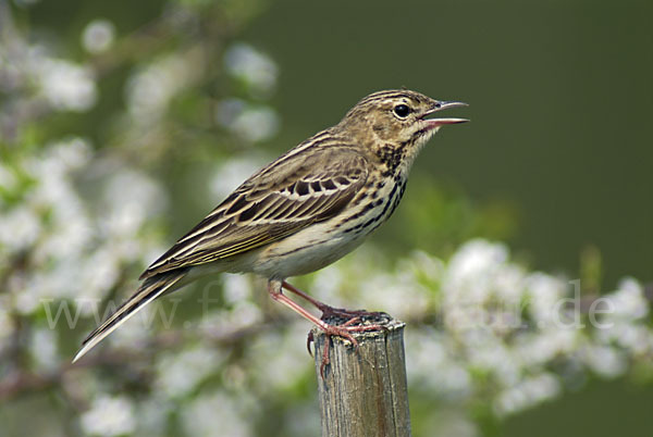 Baumpieper (Anthus trivialis)