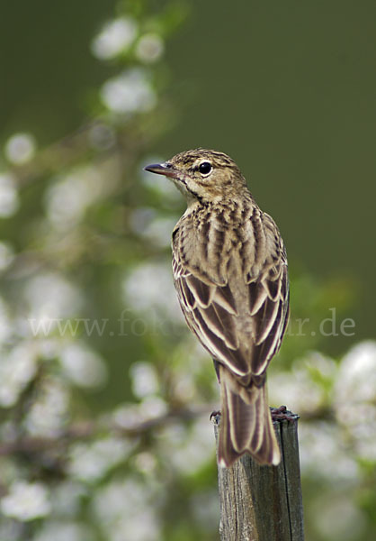 Baumpieper (Anthus trivialis)