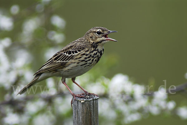 Baumpieper (Anthus trivialis)