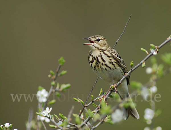 Baumpieper (Anthus trivialis)