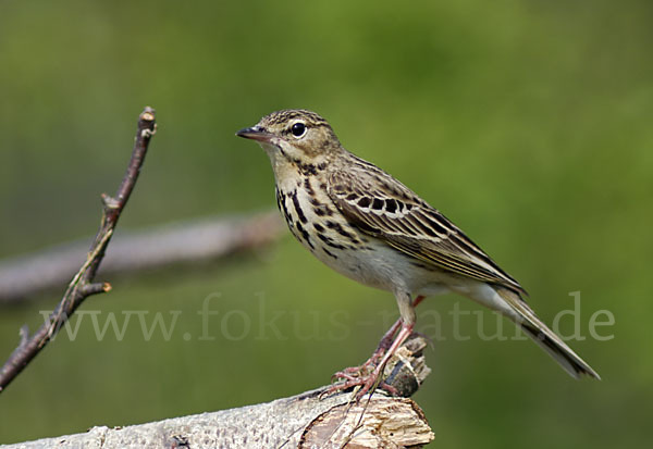 Baumpieper (Anthus trivialis)