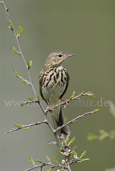 Baumpieper (Anthus trivialis)