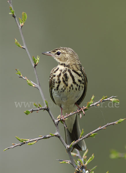 Baumpieper (Anthus trivialis)