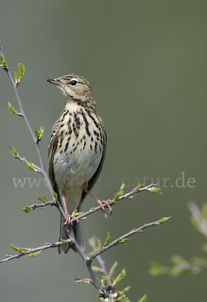 Baumpieper (Anthus trivialis)