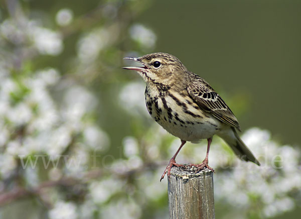 Baumpieper (Anthus trivialis)