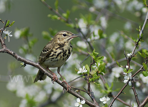 Baumpieper (Anthus trivialis)