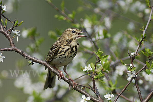 Baumpieper (Anthus trivialis)