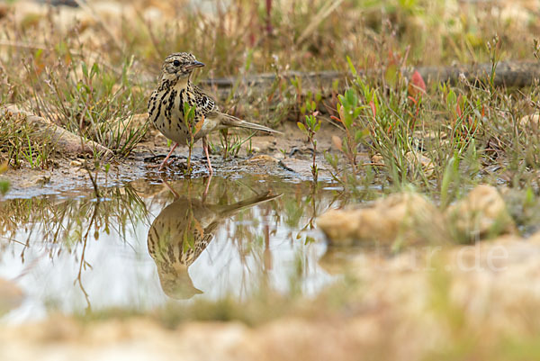 Baumpieper (Anthus trivialis)