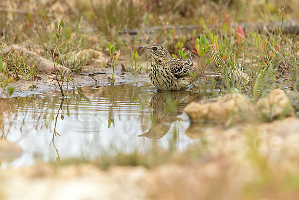 Baumpieper (Anthus trivialis)