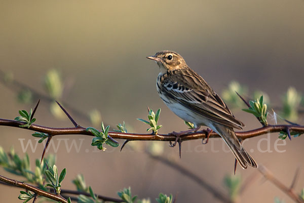 Baumpieper (Anthus trivialis)