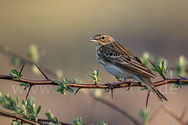 Baumpieper (Anthus trivialis)