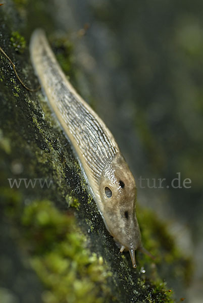 Baumschnegel (Lehmannia marginata)