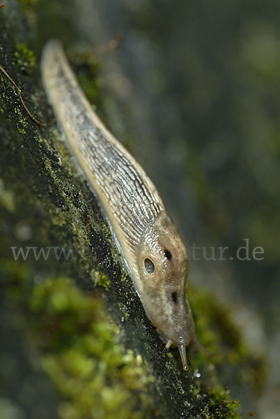 Baumschnegel (Lehmannia marginata)