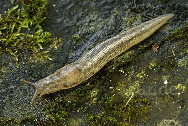 Baumschnegel (Lehmannia marginata)