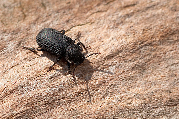 Baumschwamm-Schwarzkäfer (Bolitophagus reticulatus)