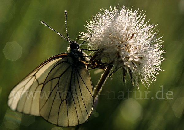 Baumweißling (Aporia crataegi)