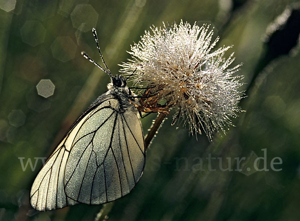 Baumweißling (Aporia crataegi)