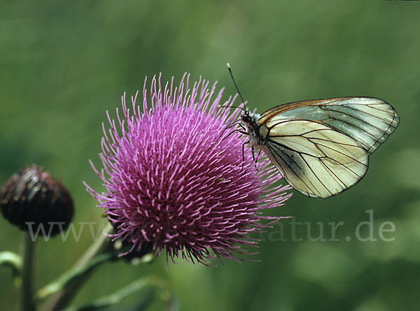 Baumweißling (Aporia crataegi)