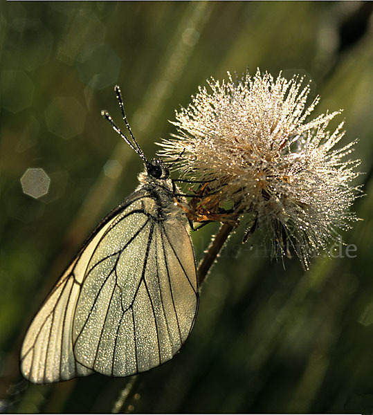 Baumweißling (Aporia crataegi)