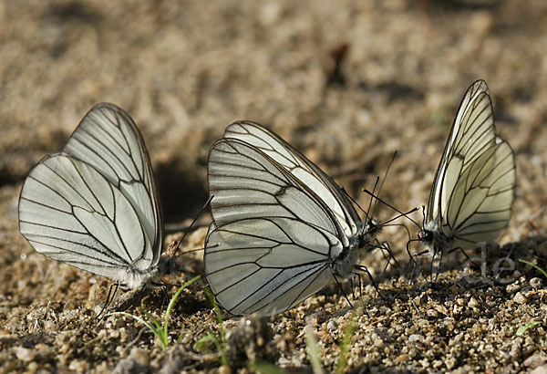 Baumweißling (Aporia crataegi)