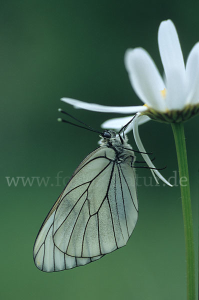 Baumweißling (Aporia crataegi)